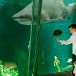 Shark tank Dingle Oceanworld