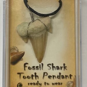 Shark Tooth Fossil Necklace