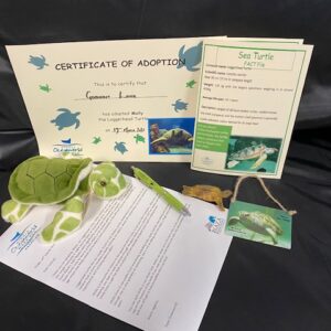 Molly the Turtle Adoption Pack
