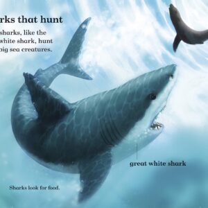 SHARKS – Read it Yourself