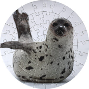 Seal Jigsaw Puzzle – 56 Piece
