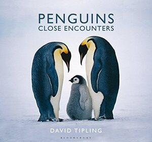 Penguins – Close Encounters