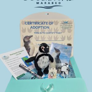 Gouda (Goo) the Humboldt Penguin Adoption