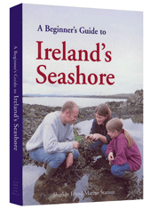 A Beginner’s Guide to Ireland’s Seashore