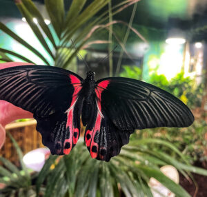 Red-Bodied Swallowtail Butterfly