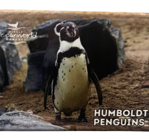 Magnet – Humboldt Penguin